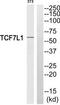 Transcription Factor 7 Like 1 antibody, TA315867, Origene, Western Blot image 