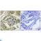 Eukaryotic Translation Initiation Factor 2 Alpha Kinase 3 antibody, P01992, Boster Biological Technology, Immunohistochemistry paraffin image 
