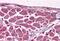 Muscleblind Like Splicing Regulator 1 antibody, MBS246135, MyBioSource, Immunohistochemistry paraffin image 
