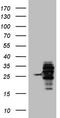 PYM1 antibody, CF806496, Origene, Western Blot image 