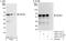 HEXIM P-TEFb Complex Subunit 1 antibody, A303-113A, Bethyl Labs, Western Blot image 