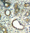 PTPN11 antibody, STJ22359, St John