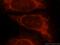 Galactosidase Beta 1 antibody, 15518-1-AP, Proteintech Group, Immunofluorescence image 