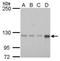 Rho guanine nucleotide exchange factor 2 antibody, NBP2-43635, Novus Biologicals, Western Blot image 