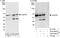 U2 Small Nuclear RNA Auxiliary Factor 2 antibody, A303-666A, Bethyl Labs, Western Blot image 