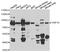 Thyroid Hormone Receptor Interactor 10 antibody, abx005328, Abbexa, Western Blot image 