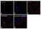 Survivin antibody, 700387, Invitrogen Antibodies, Immunofluorescence image 