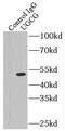 Ceramide glucosyltransferase antibody, FNab09235, FineTest, Immunoprecipitation image 