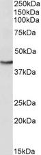 Glutamic-Oxaloacetic Transaminase 2 antibody, TA327757, Origene, Western Blot image 