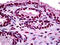 Homeobox protein DLX-2 antibody, 51-691, ProSci, Immunohistochemistry frozen image 