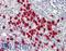 Lon Peptidase 2, Peroxisomal antibody, LS-B8577, Lifespan Biosciences, Immunohistochemistry frozen image 