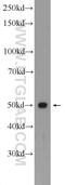Septin-6 antibody, 12805-1-AP, Proteintech Group, Western Blot image 
