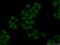 High Mobility Group Nucleosomal Binding Domain 4 antibody, 11686-1-AP, Proteintech Group, Immunofluorescence image 
