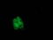 Carnosine Dipeptidase 1 antibody, TA502097, Origene, Immunofluorescence image 