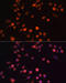 Protein Tyrosine Kinase 2 antibody, 13-952, ProSci, Immunofluorescence image 
