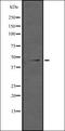Inhibitor of growth protein 3 antibody, orb335447, Biorbyt, Western Blot image 