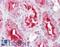 Anaphase-promoting complex subunit 11 antibody, LS-B6980, Lifespan Biosciences, Immunohistochemistry paraffin image 