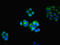 HTR2A antibody, orb350525, Biorbyt, Immunofluorescence image 