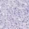 SEL1L2 Adaptor Subunit Of ERAD E3 Ligase antibody, HPA059121, Atlas Antibodies, Immunohistochemistry frozen image 