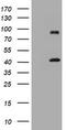 Melanoma-associated antigen 9 antibody, TA800839S, Origene, Western Blot image 