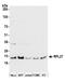 Ribosomal Protein L27 antibody, A305-036A, Bethyl Labs, Western Blot image 