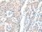 AarF Domain Containing Kinase 1 antibody, MBS2519165, MyBioSource, Immunohistochemistry frozen image 