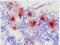 S100 Calcium Binding Protein A8 antibody, BM4029, Origene, Immunohistochemistry frozen image 