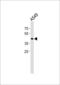 Homeobox protein TGIF1 antibody, LS-C161835, Lifespan Biosciences, Western Blot image 