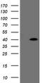 Zinc Finger C2HC-Type Containing 1A antibody, TA505122, Origene, Western Blot image 