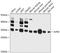 JunD Proto-Oncogene, AP-1 Transcription Factor Subunit antibody, 14-209, ProSci, Western Blot image 