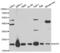 Dihydrofolate reductase antibody, abx001351, Abbexa, Western Blot image 