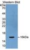 Platelet Derived Growth Factor C antibody, abx131438, Abbexa, Western Blot image 