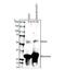 Chloride Intracellular Channel 1 antibody, PA1-30044, Invitrogen Antibodies, Western Blot image 