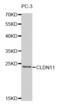 Claudin 11 antibody, abx002027, Abbexa, Western Blot image 