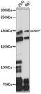 NHS Actin Remodeling Regulator antibody, LS-C750265, Lifespan Biosciences, Western Blot image 