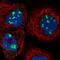 Bystin Like antibody, NBP1-89501, Novus Biologicals, Immunocytochemistry image 