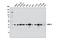 Nuclear Receptor Binding Factor 2 antibody, 8633S, Cell Signaling Technology, Western Blot image 