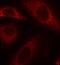Protein Tyrosine Phosphatase Non-Receptor Type 11 antibody, orb14691, Biorbyt, Immunofluorescence image 