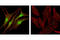 Baculoviral IAP Repeat Containing 7 antibody, 5471S, Cell Signaling Technology, Immunofluorescence image 