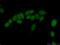 COP9 Signalosome Subunit 7A antibody, 16628-1-AP, Proteintech Group, Immunofluorescence image 