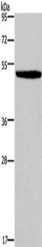 Potassium Calcium-Activated Channel Subfamily N Member 4 antibody, TA351323, Origene, Western Blot image 