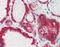 Phosphatidate phosphatase LPIN3 antibody, MBS420903, MyBioSource, Immunohistochemistry frozen image 