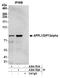 DCC-interacting protein 13-alpha antibody, A304-781A, Bethyl Labs, Immunoprecipitation image 