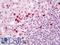 Alpha-defensin 4 antibody, LS-B11415, Lifespan Biosciences, Immunohistochemistry frozen image 