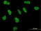 Mediator of RNA polymerase II transcription subunit 1 antibody, LS-C197960, Lifespan Biosciences, Immunofluorescence image 