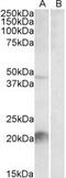 Kallikrein Related Peptidase 6 antibody, MBS422111, MyBioSource, Western Blot image 