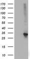 Sepiapterin Reductase antibody, TA501963, Origene, Western Blot image 