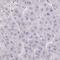 Zinc Finger Protein 214 antibody, HPA055391, Atlas Antibodies, Immunohistochemistry paraffin image 