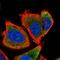 Ubiquitin-like protein FUBI antibody, HPA059015, Atlas Antibodies, Immunofluorescence image 