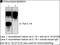 Phospholipase C Gamma 2 antibody, orb256753, Biorbyt, Immunoprecipitation image 